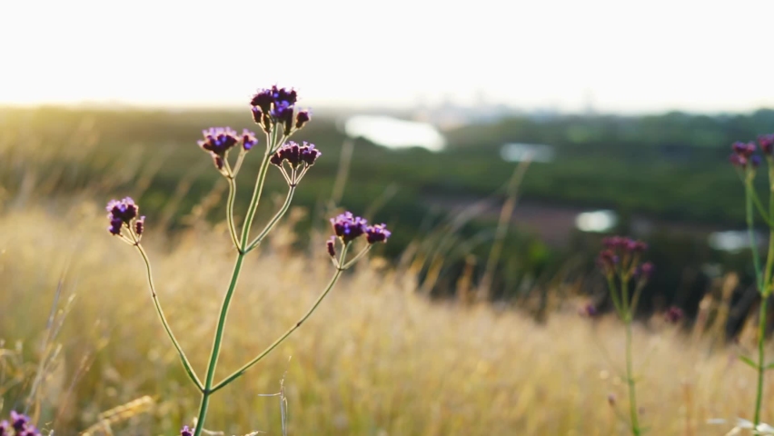 Selective soft focus of wildflowers on dry grass in front of beautiful sunset, blowing in the wind, golden hour colors in the background, nature concept.