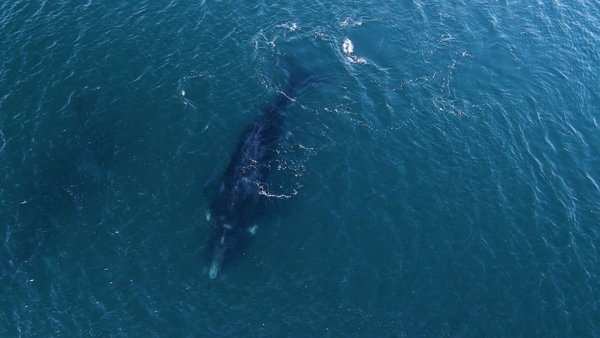 Southern Right Whale calf breathing next to the mother - Aerial orbital wide shot Royalty-Free Stock Footage #1062163123