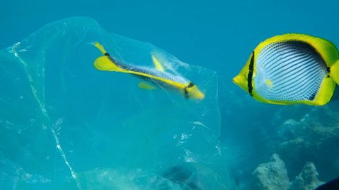 Butterflyfish trapped to plastic bag and is trying to swim out of it, another butterflyfish is looking at it. Plastic pollution killing marine animals. Blackback Butterflyfish (Chaetodon melannotus)