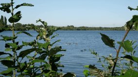 Medium shot group of black ducks swimming in the park lake. Video 4K