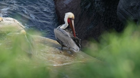 Brown pelican with throat pouch and large beak after fishing, sandstone rock in La Jolla Cove. Sea bird in greenery on cliff over pacific ocean water in natural habitat, San Diego, California USA.