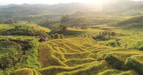 Aerial view over rice fields at sunrise in Flores island, Indonesia
