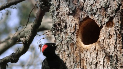 Black woodpecker (lat. Dryocopus martius)near its nest. With its large size and black plumage with a red cap it differs markedly from other woodpeckers. 