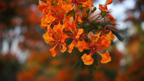 Close up of orange Royal Poinciana in blured background