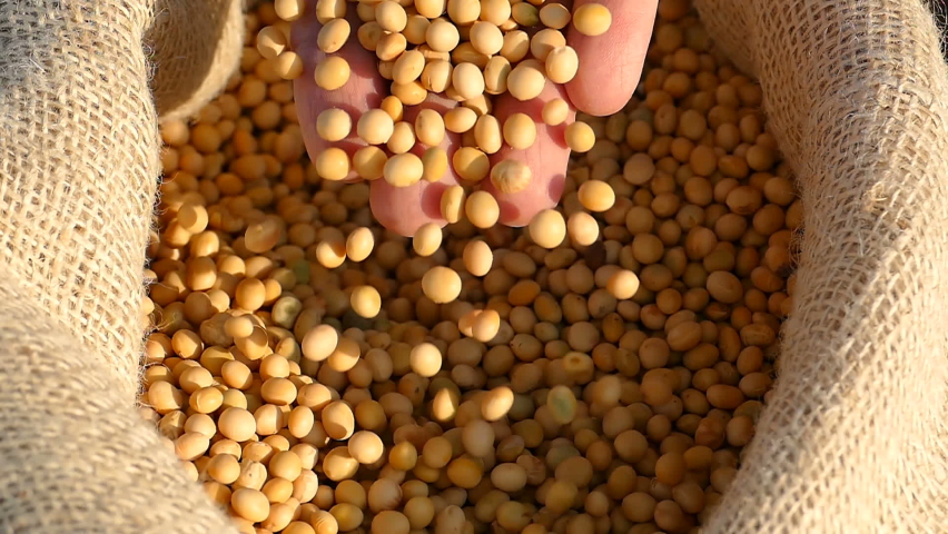 Freshly harvested soybean grains, close up hands of farmer shows soybeans in jute sack, slow motion | Shutterstock HD Video #1062179020