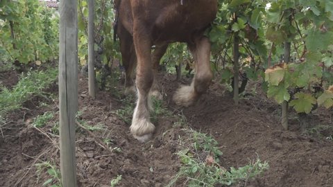 Slow motion, a draft horse pull a plough through a French vineyard, heritage
