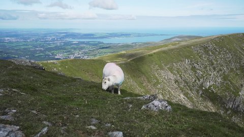 A sheep eating grass high in the Welsh mountains with a coastal view
