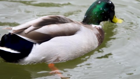 Duck Sticking Head Water Ass Out Stock Footage Video (100% Royalty-free ...