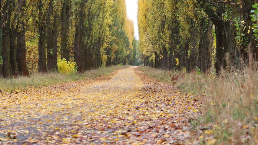 tame leps of the autumn path between tall poplars