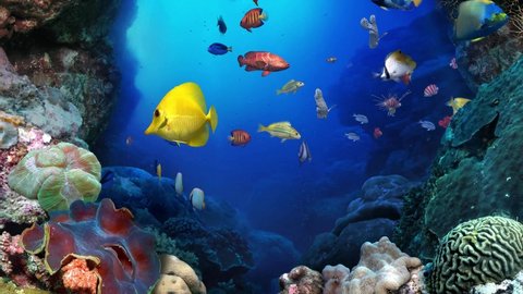 Colorful tropical coral reef aquarium fish crab underwater scene 4K aerial view footage