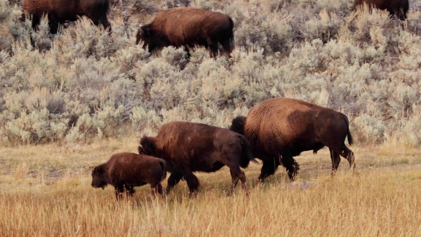 Bison in Yellowstone National Park Royalty-Free Stock Footage #1062190093
