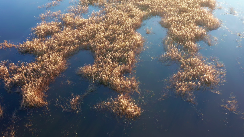Yellow grass in the blue water of a marsh. Environmental protection and habitat loss.