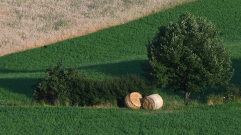 Agricultural field with dry hay and agricultural field with green vegetation a tree and two bales of hay in Tuscany - Essentiality with play of lines and colors and few natural elements - Real Time 4K