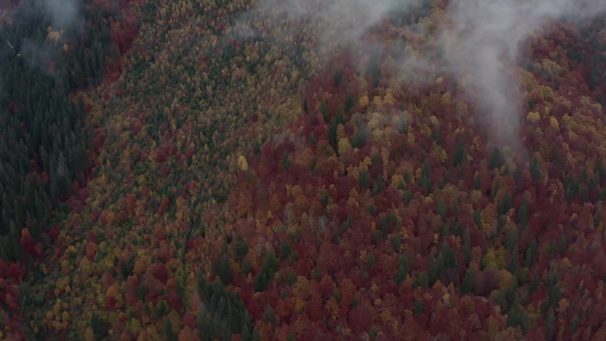 Autumn forest scene with clouds, aerial drone tilt up shot