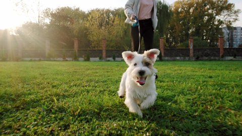 Jack Russell Terrier dog. Dog happily runs with a girl on the grass in a nature park, slow motion