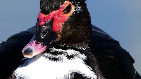 Muscovy duck (Cairina moschata) is a large duck native to Mexico and Central and South America. Small wild and feral breeding populations have established themselves in the United States.