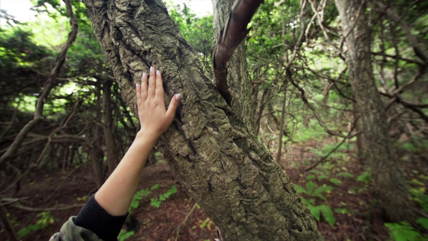 Female hand who is touching unusual cork oak tree bark with love and respect to nature. Unique national reserve in Petrov island. Primorye, Russia Royalty-Free Stock Footage #1062199033