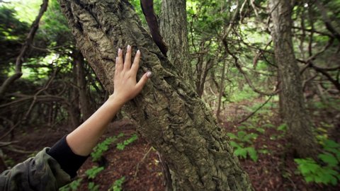 Female hand who is touching unusual cork oak tree bark with love and respect to nature. Unique national reserve in Petrov island. Primorye, Russia