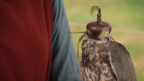 MOSCOW, RUSSIA - MAY 5, 2019: Summer historical festival. Trained falcon with leather head cover sitting on woman hand and looking around: close up. Falconry, wildlife and hunting concept