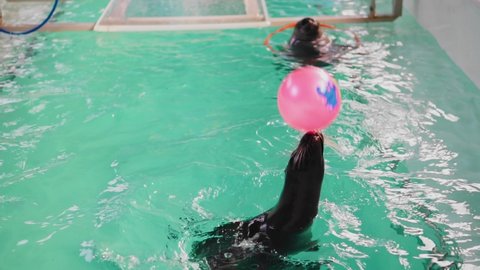 The seal plays with the ball deftly tossing it up with its nose. Very cool shots