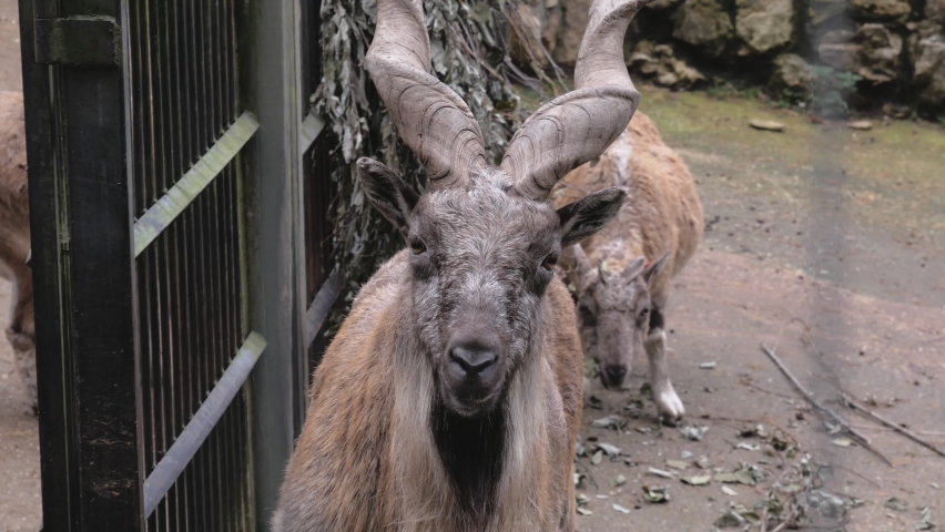 Animal With Curved Horns / Heart Curved Horns On A Zebu From India