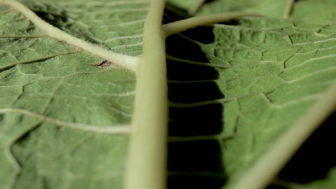 Closeup video of green leaf with stem and veins