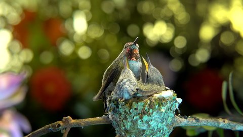 The female hummingbird feeding baby while hovering in the air