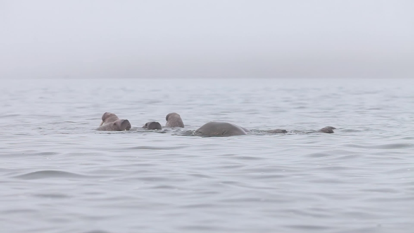 Herd of walruses in the sea. Walrus (Odobenus rosmarus). Foggy weather. Walruses swim in the water in their natural habitat. Wildlife of the Arctic. Nature and animals of Chukotka. Far East of Russia.