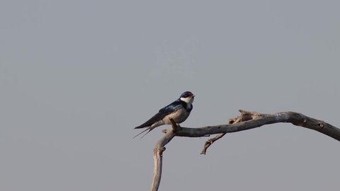 White throated swallow taking off from a branch.