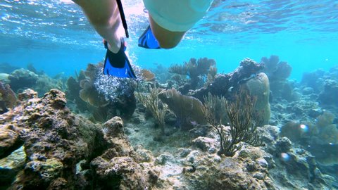Legs with swimfins swimming above a coral reef.Caribbean sea,Culebra island,Puerto Rico.
