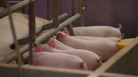 Modern pig farm. Pig breeding. Many Piglets drink their mother's milk in the pen. Feeding piglets at the meat processing plant. Livestock raising. Breastfeeding pig on a farm.