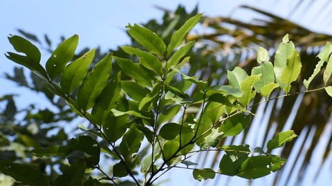 cassia fistula leaves blowing in the wind under blue sky