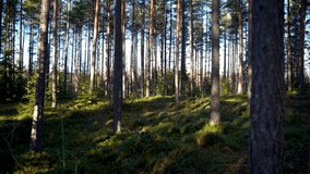 Pine Forest. morning in pine forest in nature 