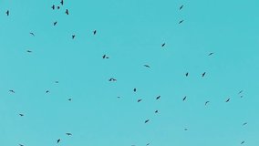 A flock of crows high in the sky. Silhouettes of birds in slow motion far in the sky. Nature pattern for design. Relaxed video.