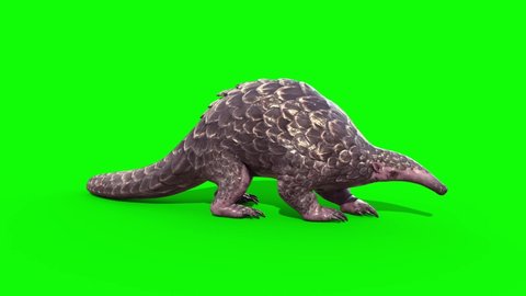 Pangolin Eat Green Screen 3D Rendering Animation 4K