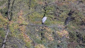Long shot gray heron on the tree. Autumn season. Slow motion 4K, panning.