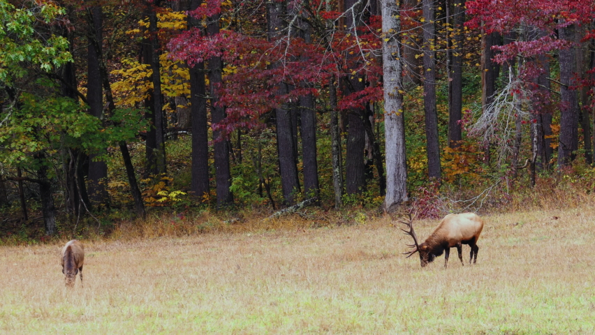 Medium, a bull elk with a calf in an autumn field, North Carolina, USA