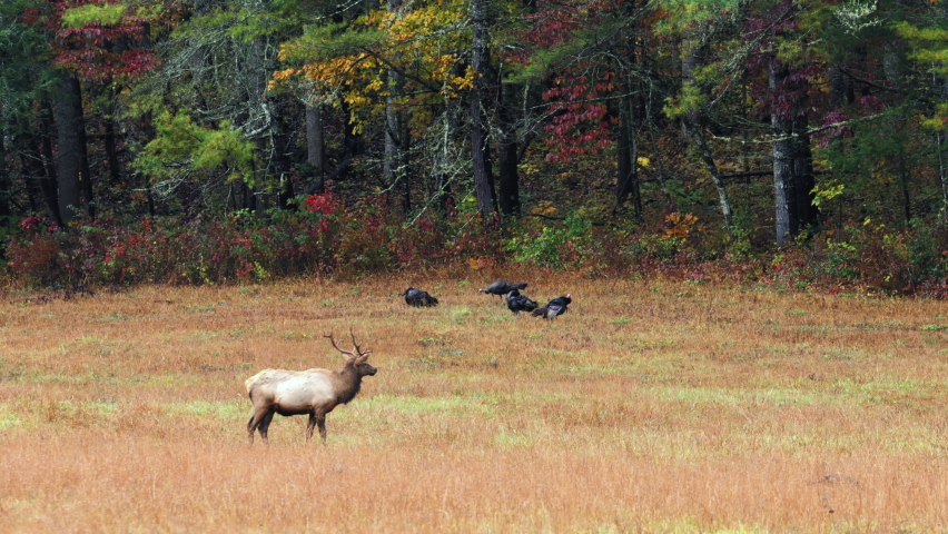 Medium, a bull elk and a rafter of turkeys in an autumn field, North Carolina, USA