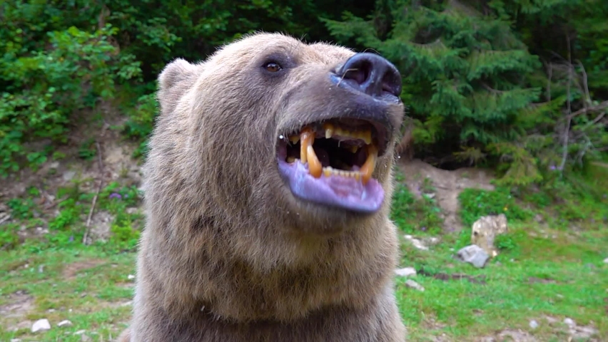 The bear prepares to attack shows its Jaw with teeth and is ready to attack. slow motion