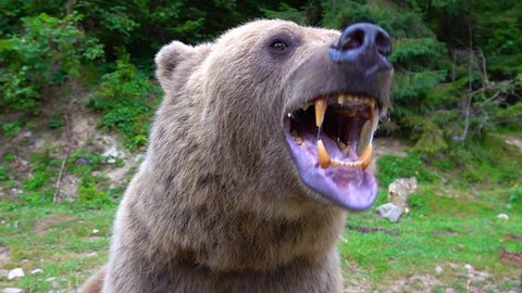 The bear prepares to attack shows its Jaw with teeth and is ready to attack. slow motion