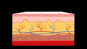 Skin layers anatomy, animation. Structure parts separation, dermis, epidermis, hypodermis, subcutaneous tissue, muscle. Hairless Diagram. Cross section. Transparent Alpha background. Medical video