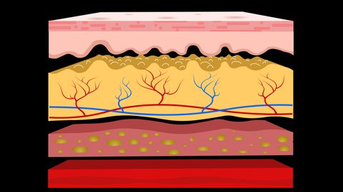 Skin layers anatomy, animation. Structure parts separation, dermis, epidermis, hypodermis, subcutaneous tissue, muscle. Hairless Diagram. Cross section. Transparent Alpha background. Medical video