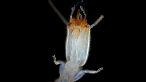 Termite Isoptera Reticulitermes Speratus Under Microscope Stock Footage ...