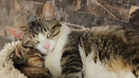 Cat and kitten taking a nap together - Mother cat with her little son sleeping together - adorable cute kitten