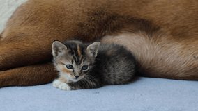 Adorable kitten 4k video clip - Newborn cat looking around