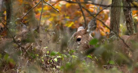 two deer share eating plants with fall foliage forest in background