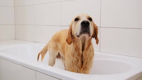 Wet dog shaking off water in a bath tub after a shower. Golden retriever or labrador after bath. Slow motion.