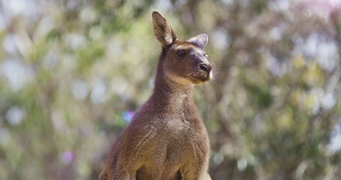 Portrait dominant male Kangaroo, showing off his size. Australian native wildlife. Tourism Outback.