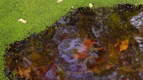 A layer of duckweed (Lemna minor) 
 covers the water in a small freshwater lake. 