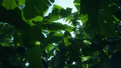 Banana tree leaves. Sunbeams filtering through green leaves.